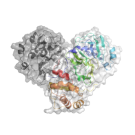 Representation of the 3D structure of the main SARS-CoV-2 protease, obtained using Diamond Light Source. The coils represent “alpha” helices and the flatter arrows are “beta sheets”, with loops connecting them together. The organisation of alpha helices and beta sheets is often referred to as the secondary structure of the protein (with the primary sequence being the amino acid sequence and the tertiary structure being the overall 3D shape of the protein). Credit: D Owen/Diamond Light Source.