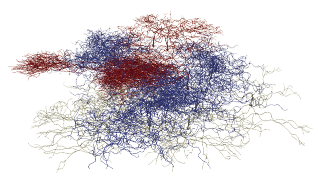 Simulation of a dendritic arbour