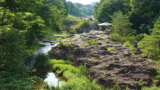 Japan’s Ichinoseki forest