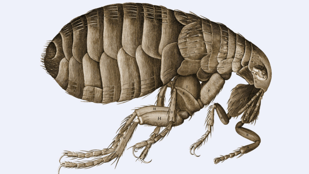 An illustration of a flea from Robert Hooke’s Micrographia